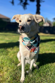 Pet Bandana