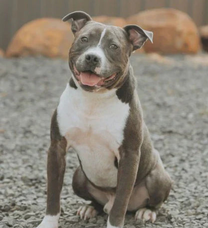 Adoptable Of The Month!