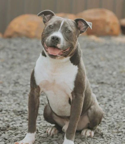 Adoptable Of The Month!