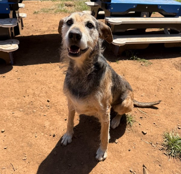 Adoptable Of The Month!
