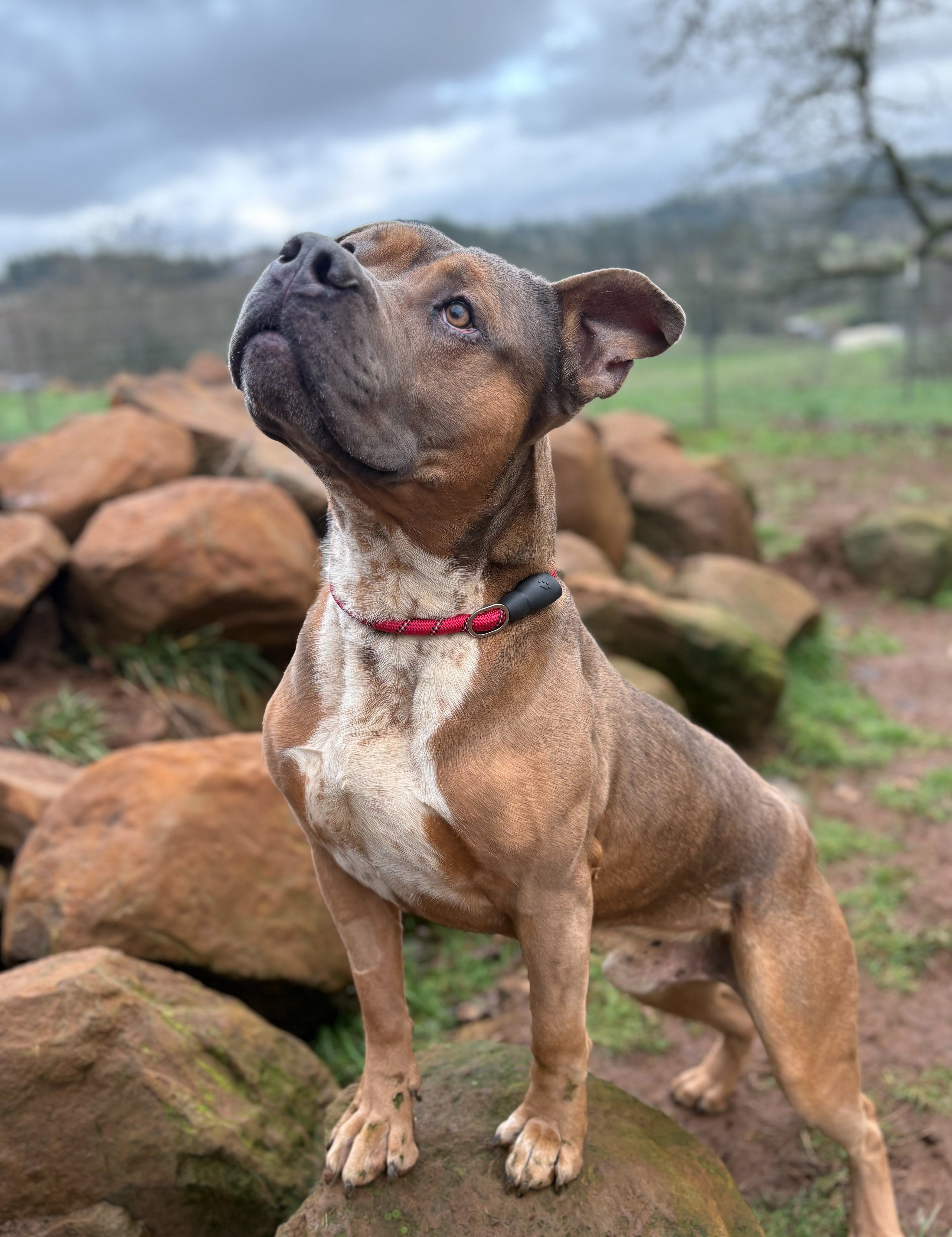 Adoptable Of The Month!