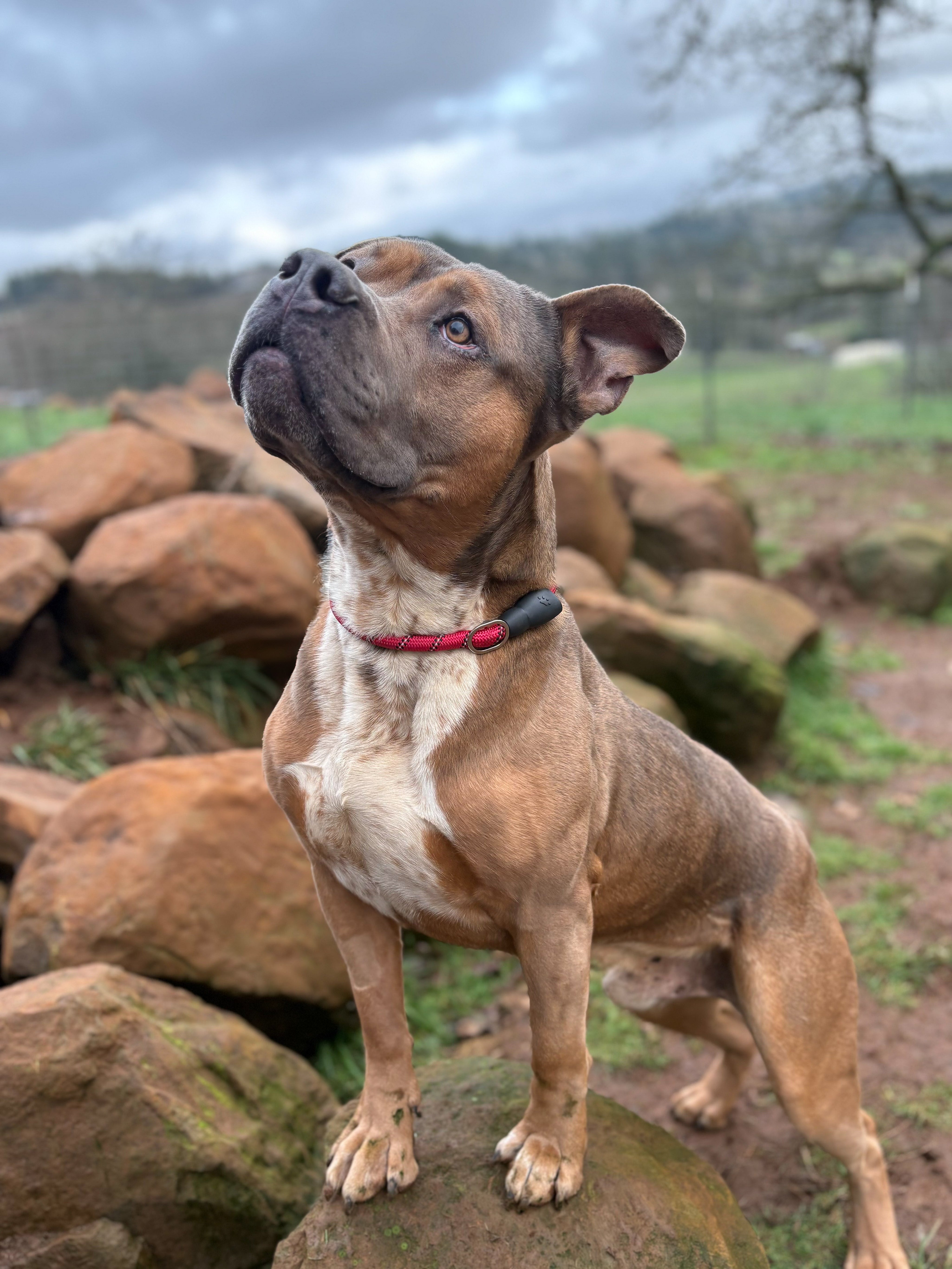 Adoptable Of The Month!