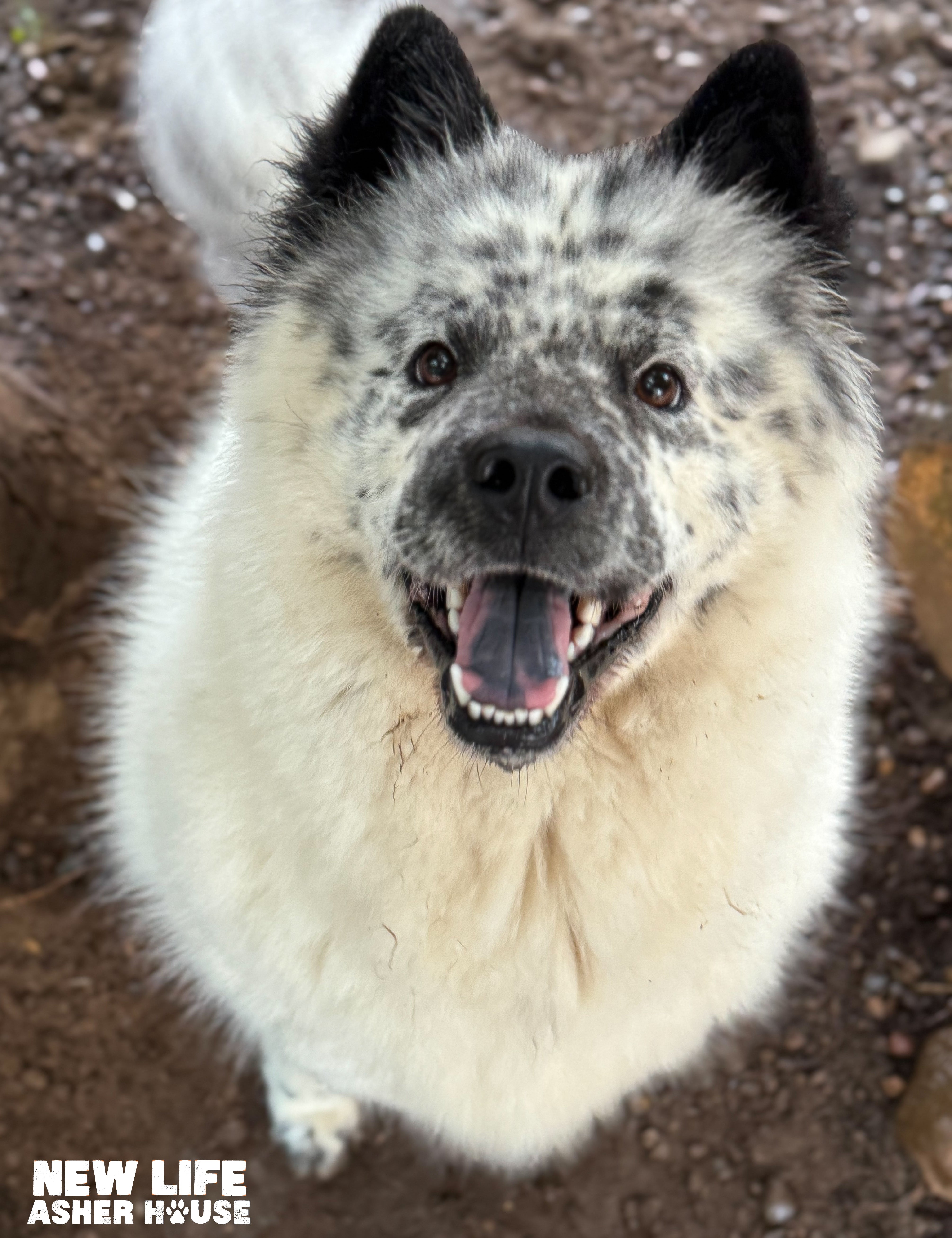 Adoptable Of The Month!