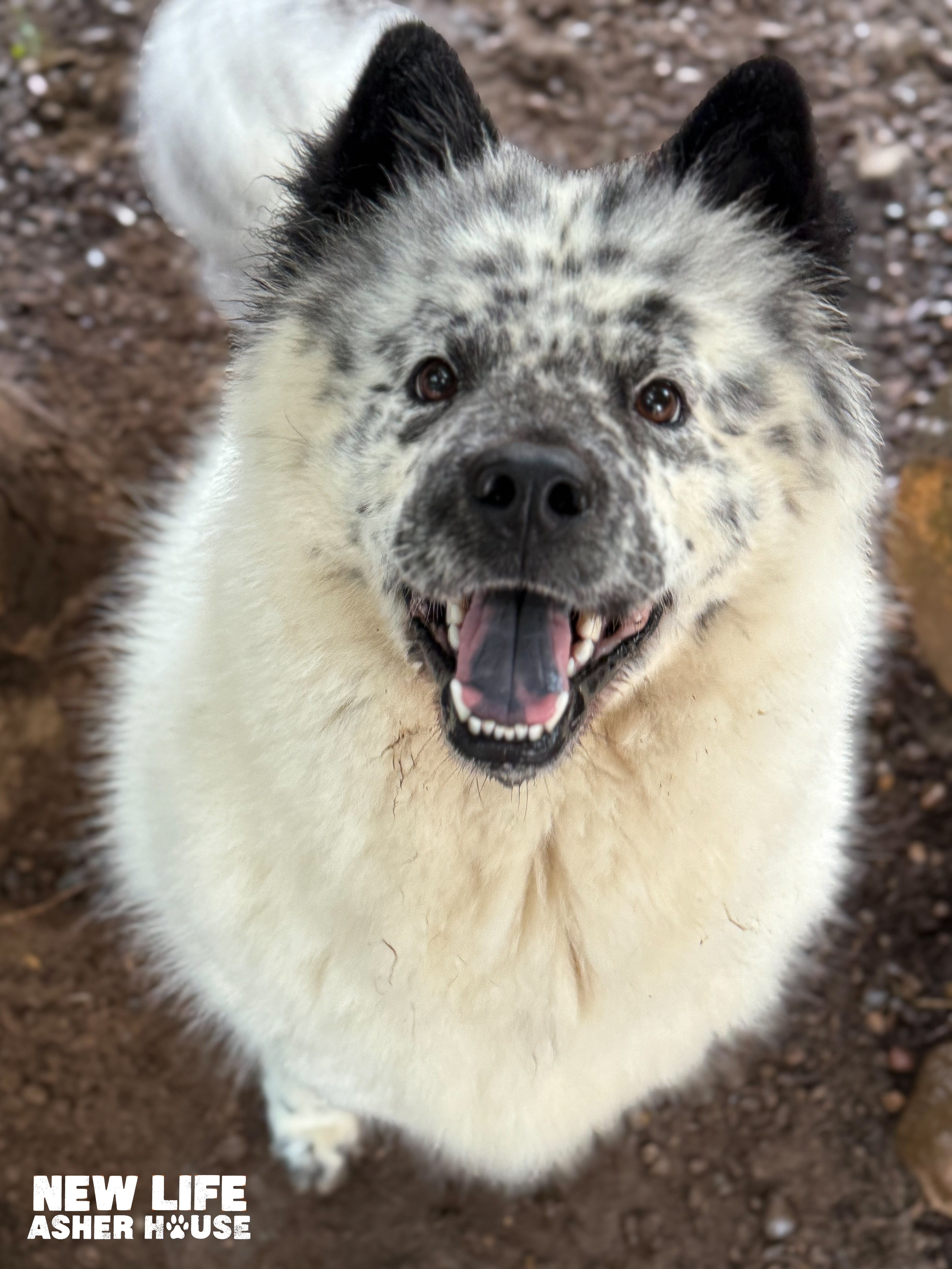 Adoptable Of The Month!