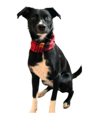 New! Bus Logo Embroidered Flannel Throw Blanket