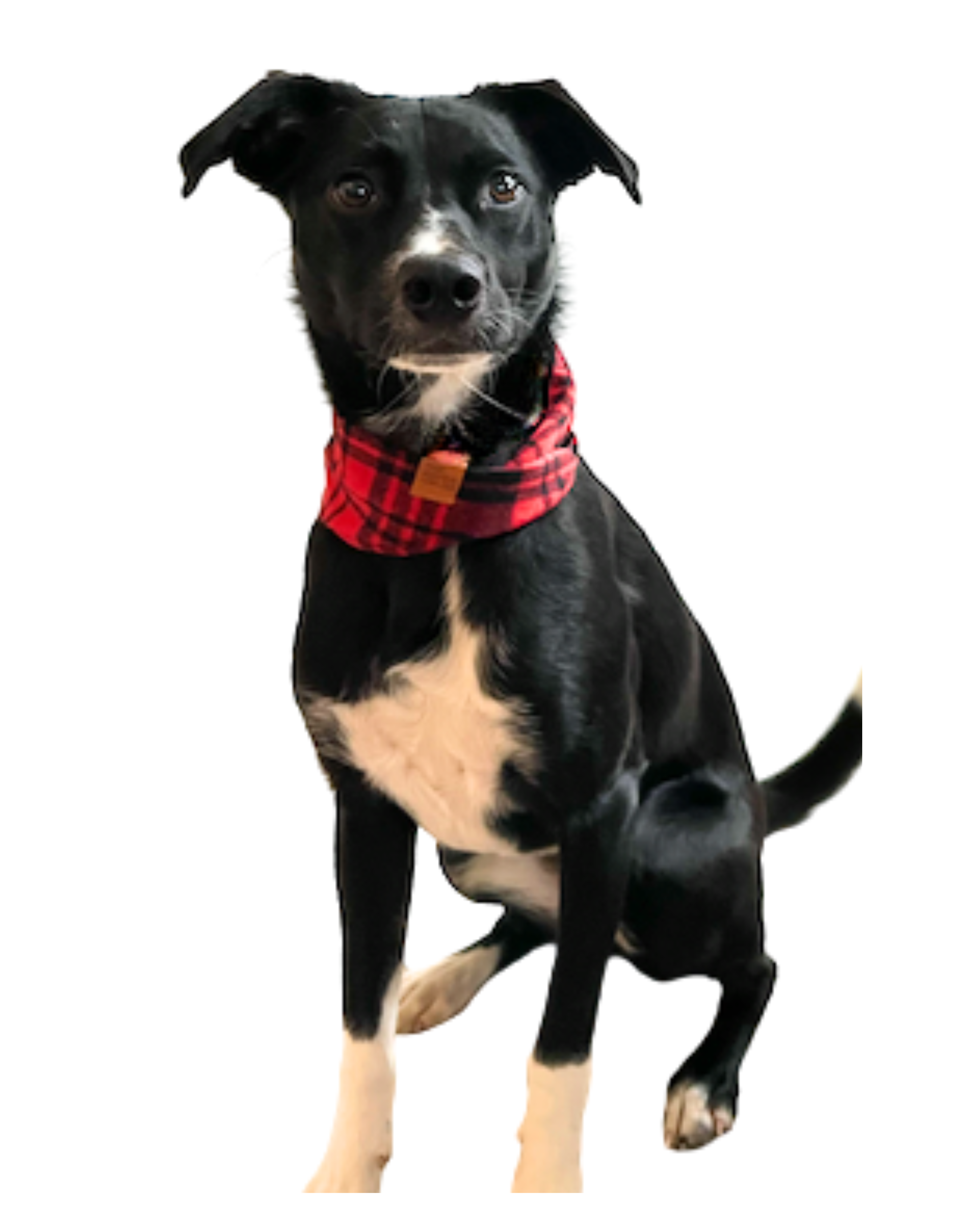 New! Bus Logo Embroidered Flannel Throw Blanket