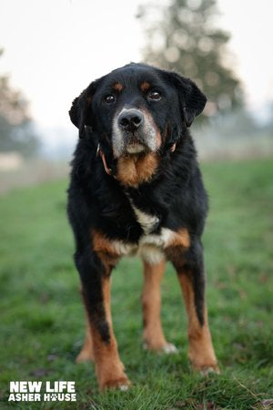 Adopt – The Asher House