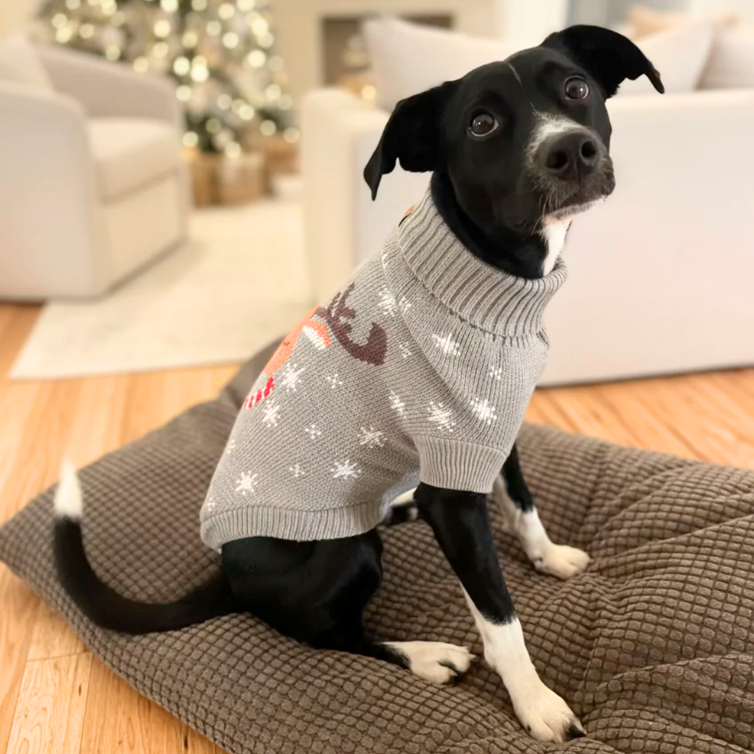 New! Cozy Holiday Pet Sweaters