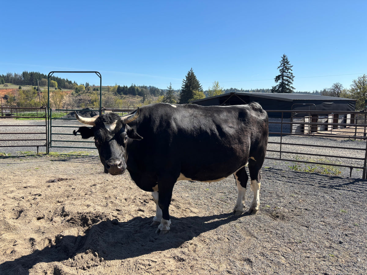 Cowboi