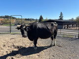 Cowboi