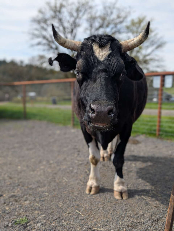 Cowboi
