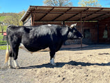 Cowboi