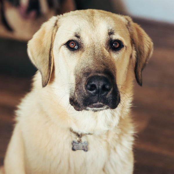Funny dog videos march 2021 clearance
