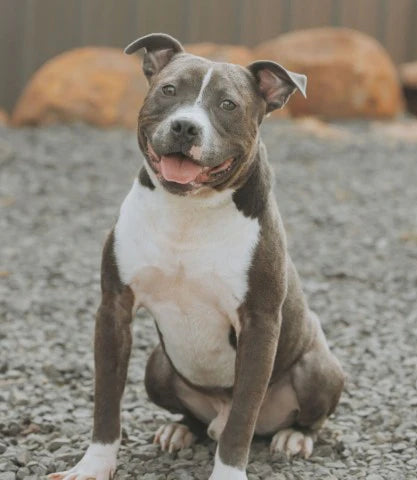 ADOPTABLE OF THE MONTH!