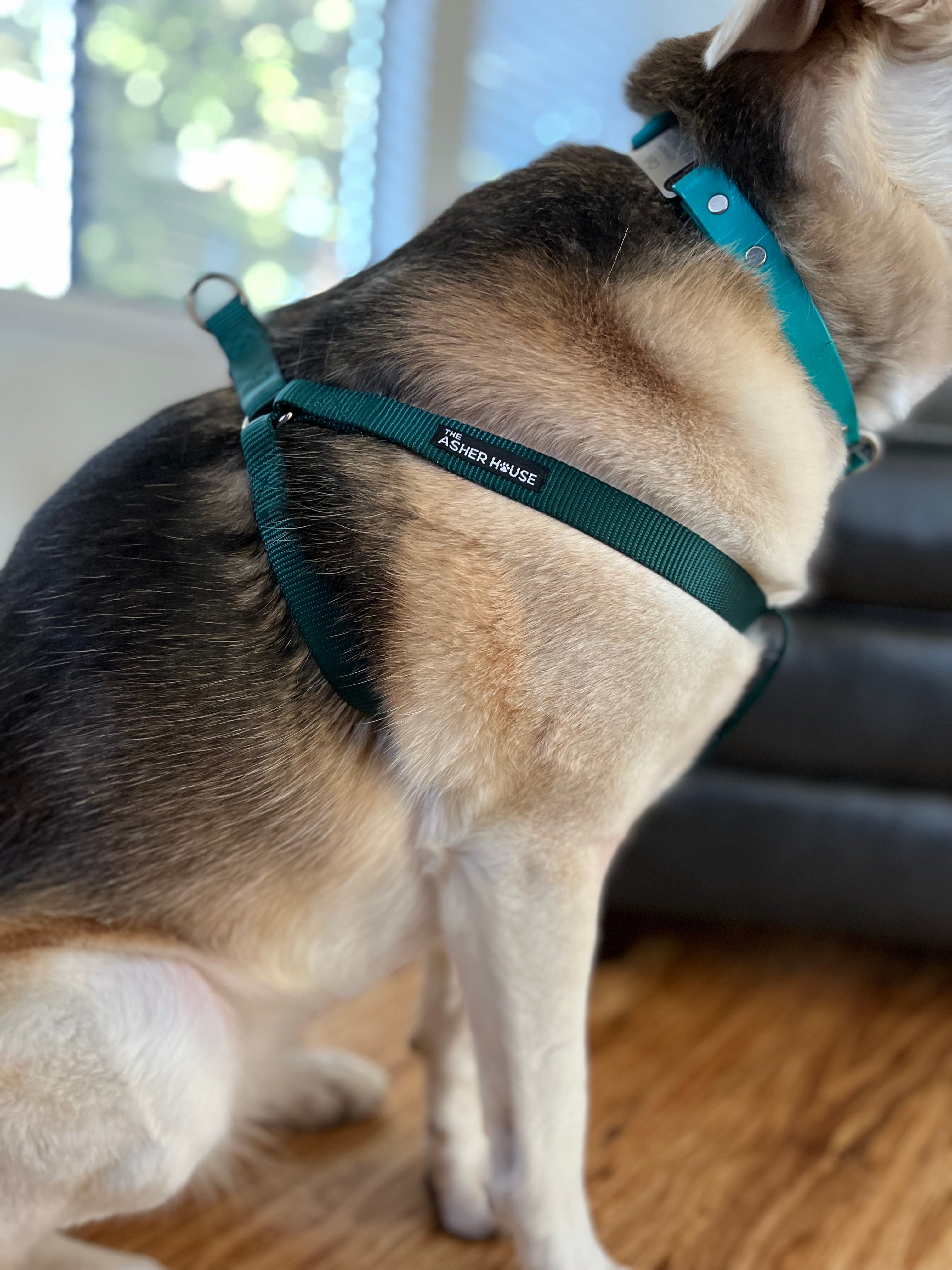 Buy A Harness for PAW Organization