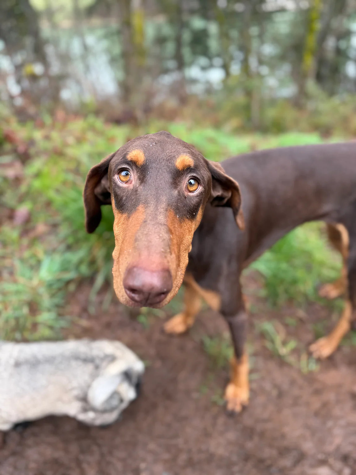 ADOPTABLE OF THE MONTH!