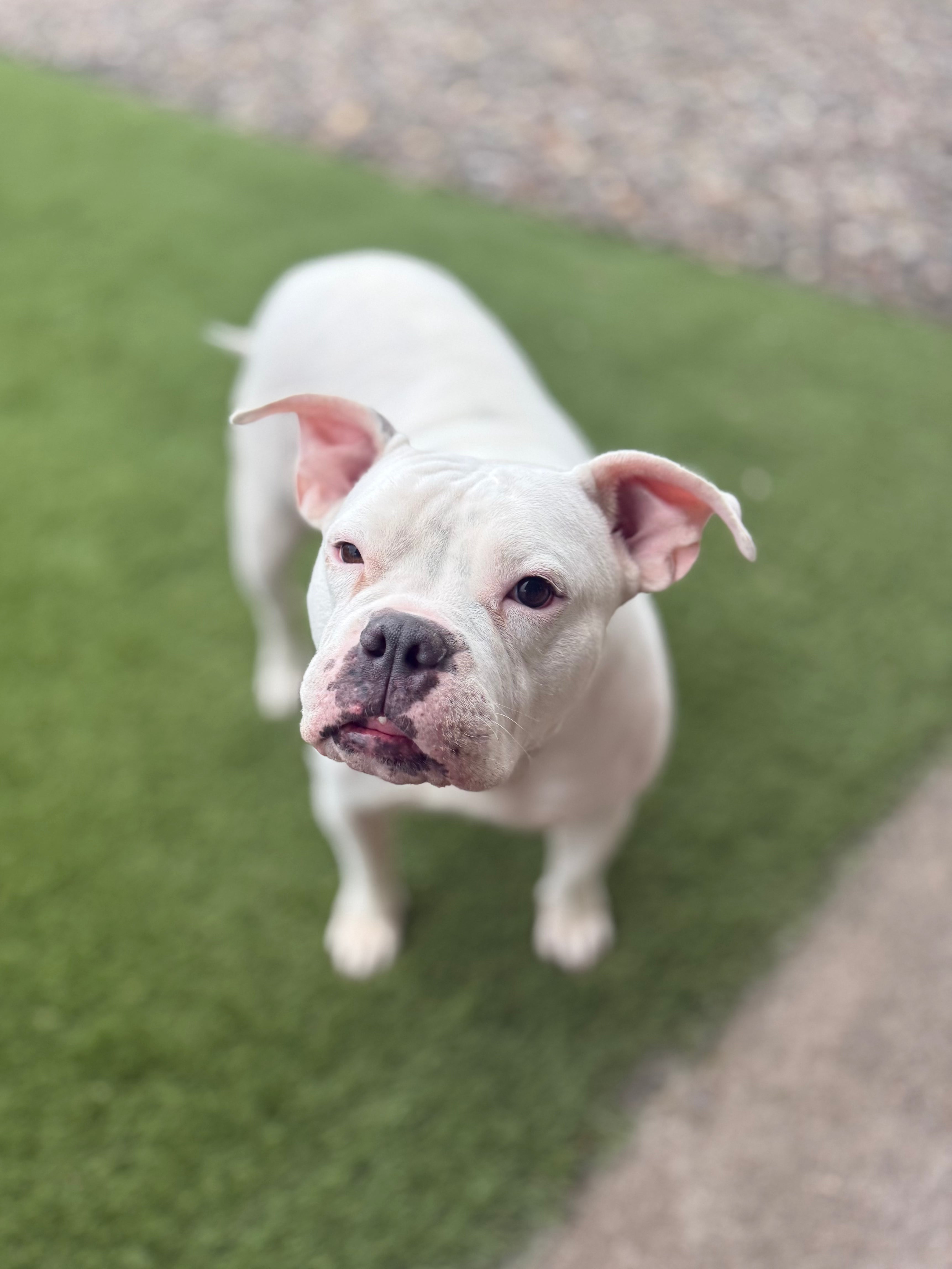 ADOPTABLE OF THE MONTH!