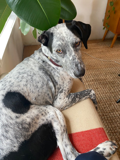 Kahlo