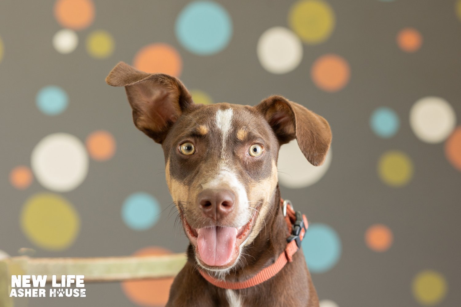 ADOPTABLE OF THE MONTH!