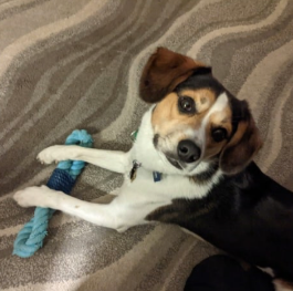 GET FIXED WITH THE ASHER HOUSE: