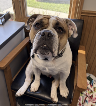 GET FIXED WITH THE ASHER HOUSE: