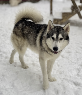 GET FIXED WITH THE ASHER HOUSE: