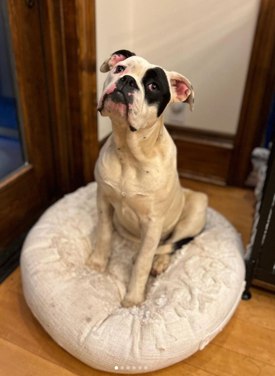 Asher Rammone Meet the Pack – The Asher House