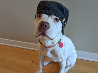 Abbie