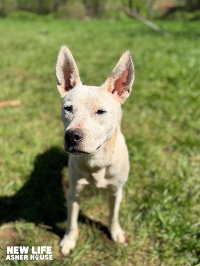 Does Asher House Adopt Out Dogs: Discover the Truth