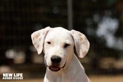 Does Asher House Adopt Out Dogs: Discover the Truth