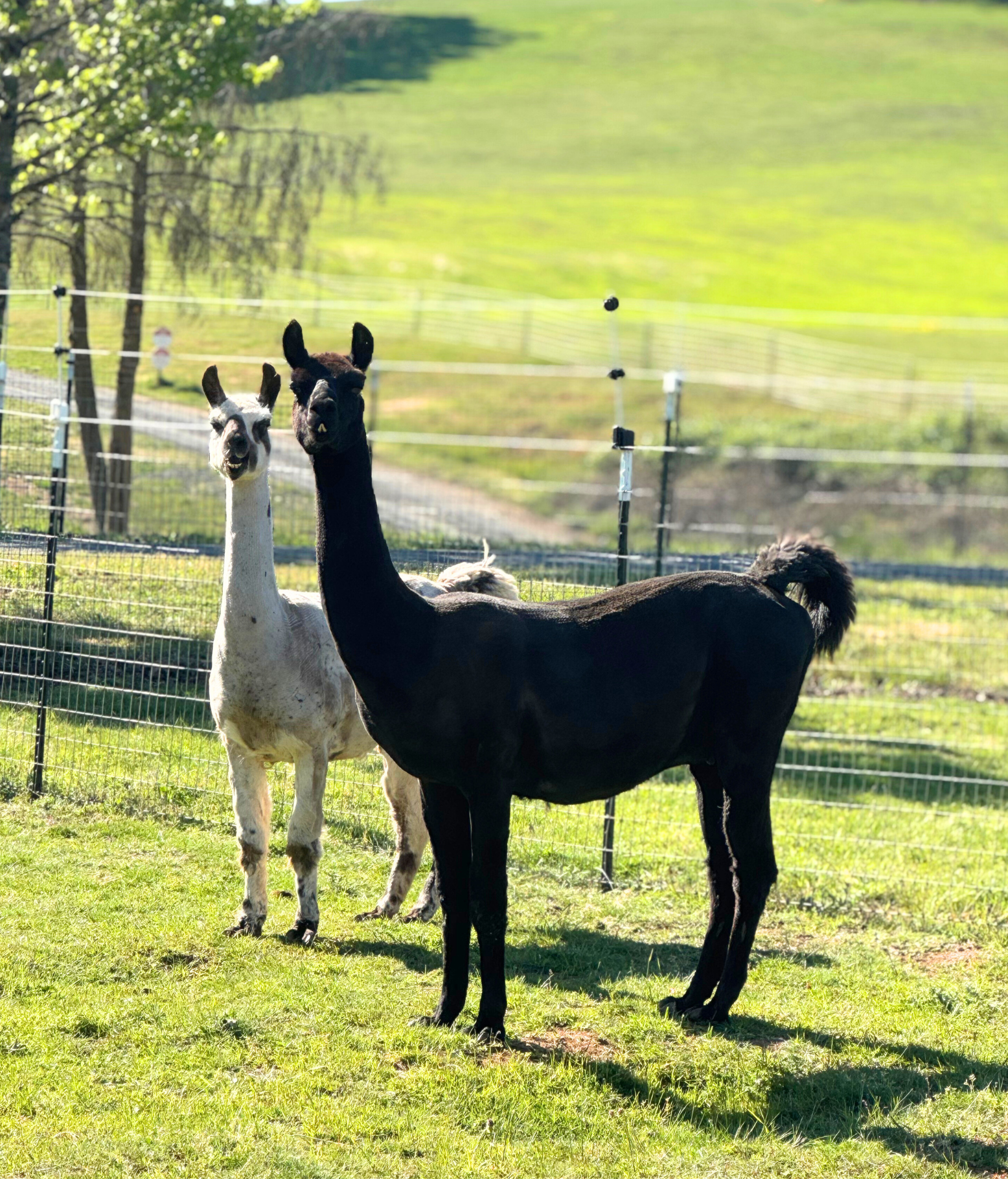 Two alpacas standing in a grassy field with a scenic background