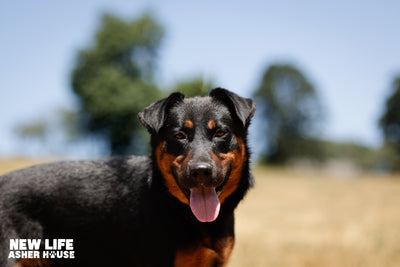 Does Asher House Adopt Out Dogs: Discover the Truth