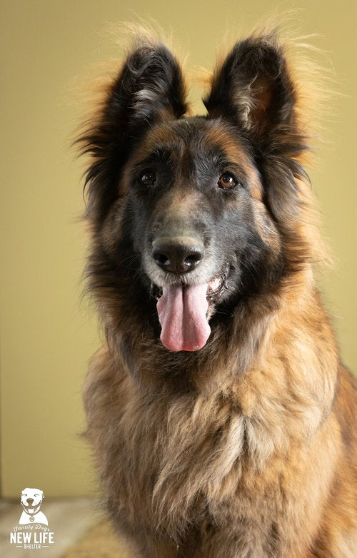 Adopt The Asher House