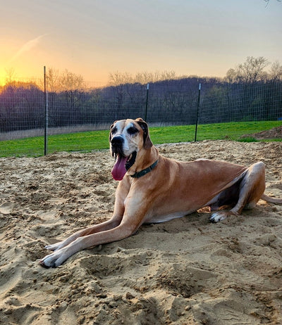 Meeko-Adopt or Foster