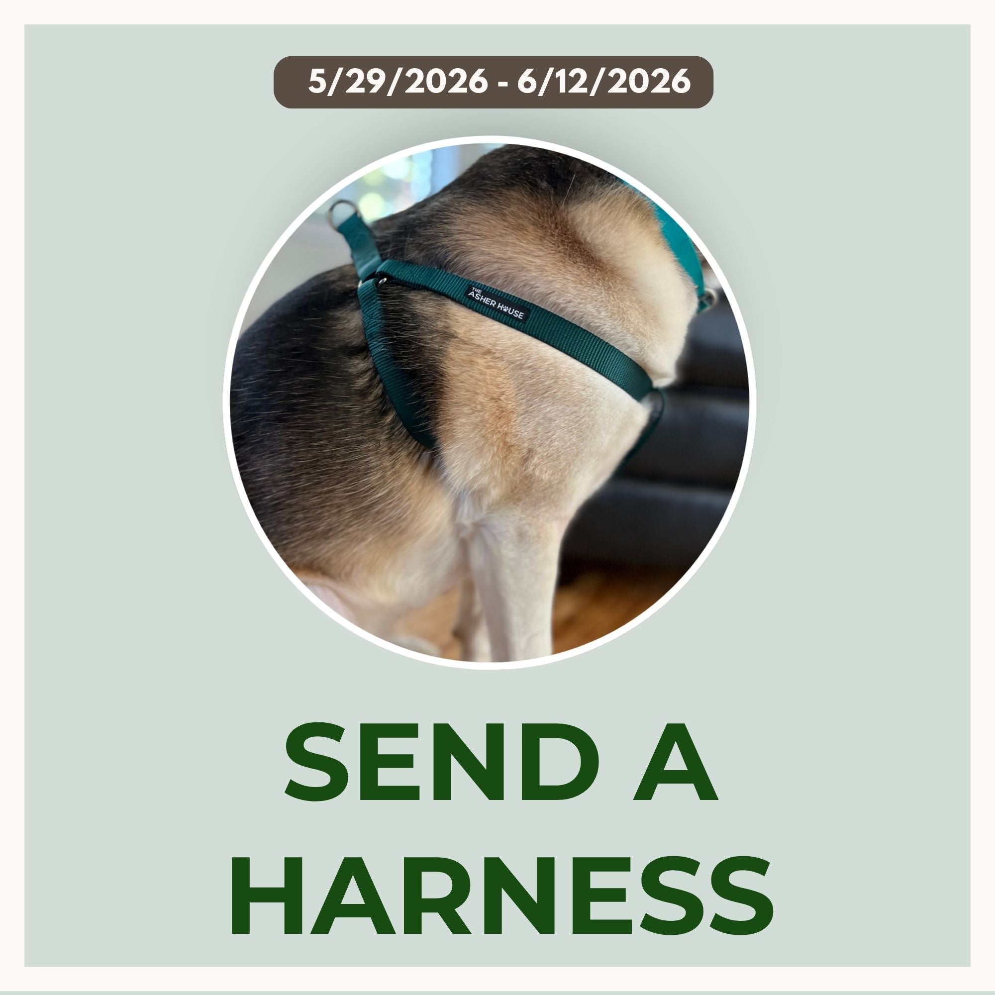 Send A Harness for Noah's Ark Texas