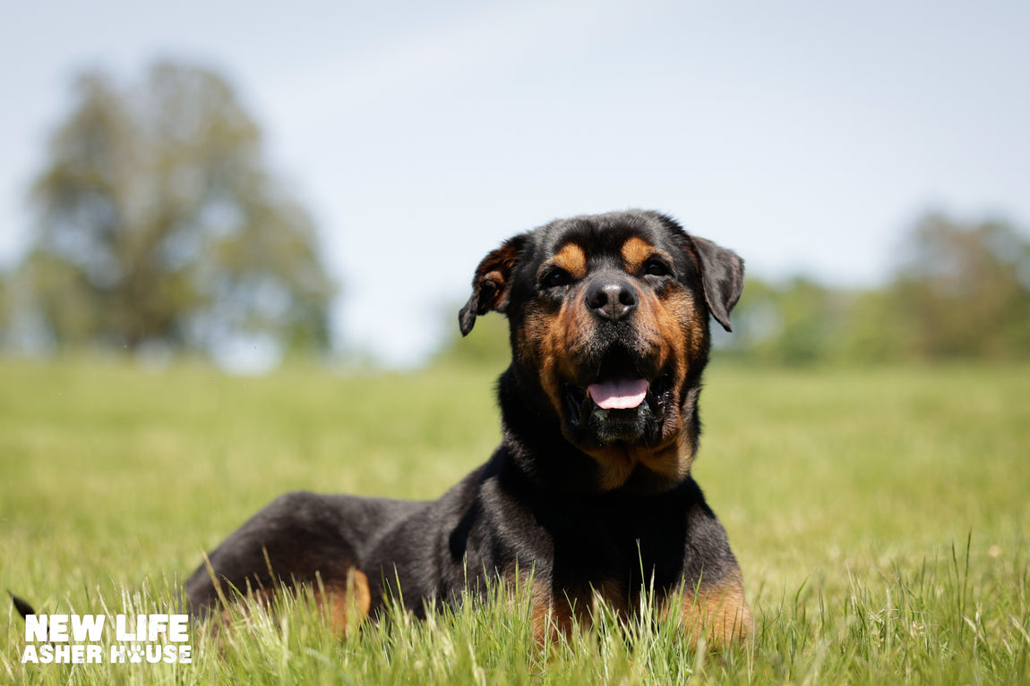 Adopt – The Asher House