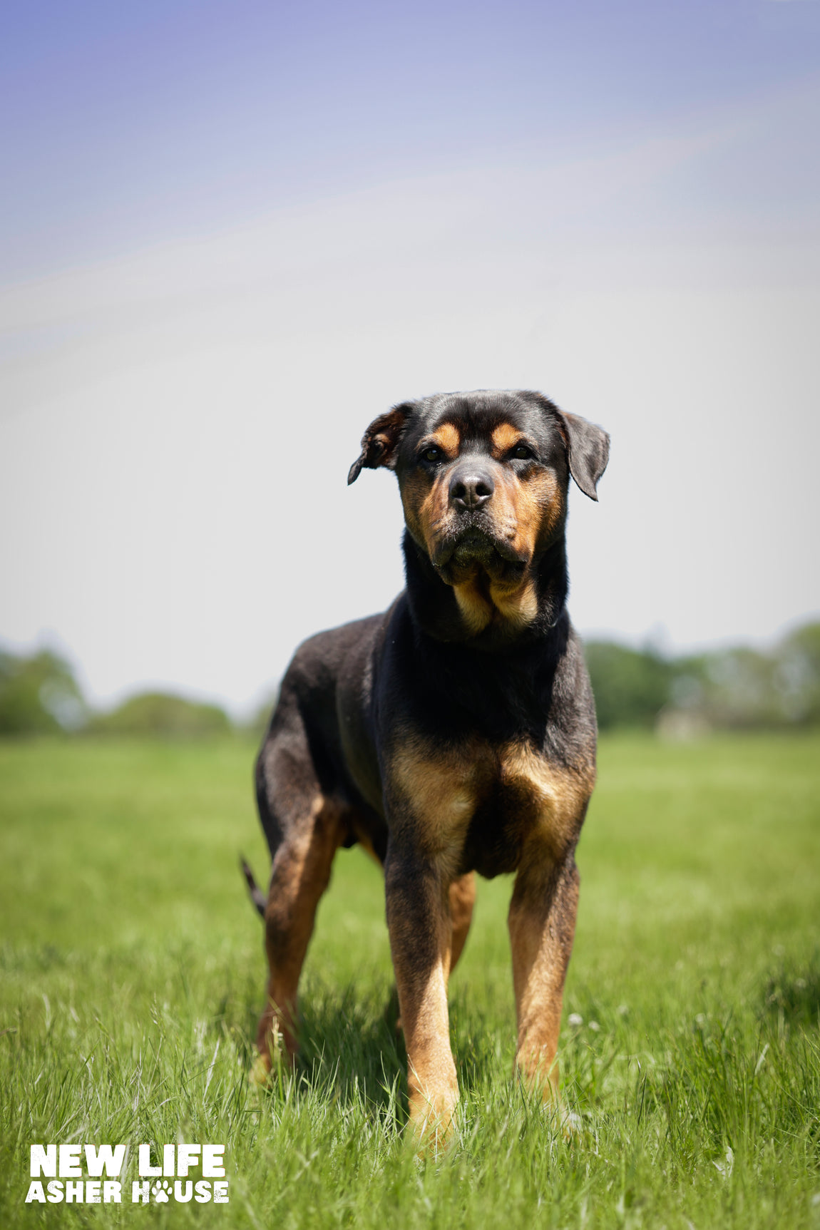 Adopt – The Asher House