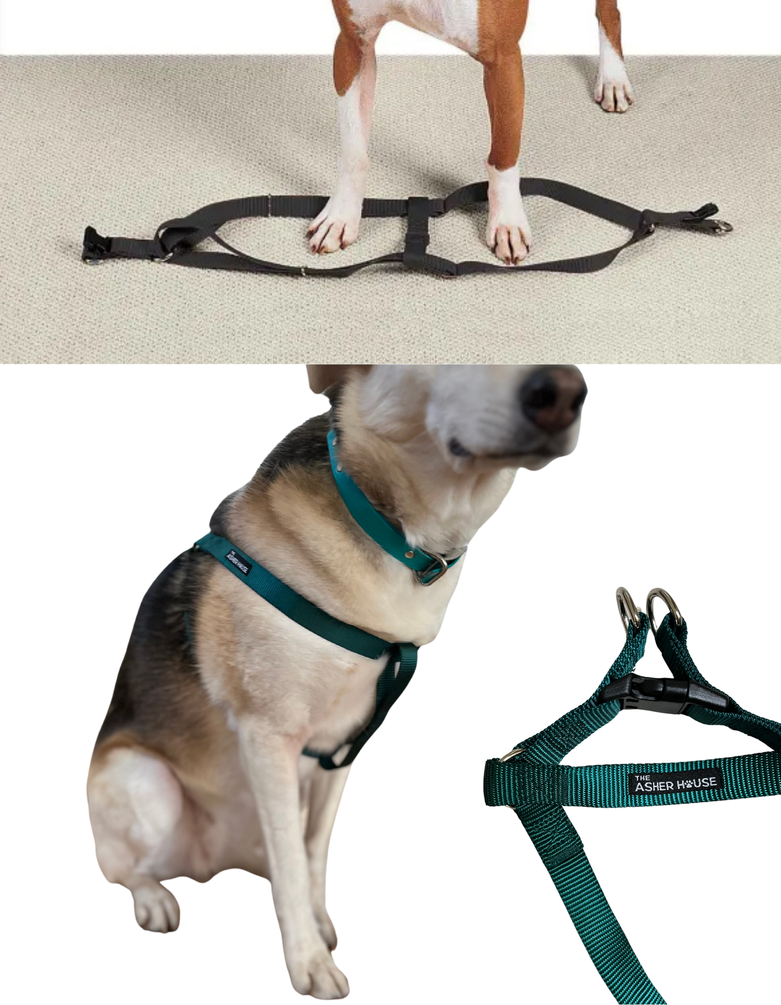 harness v collar