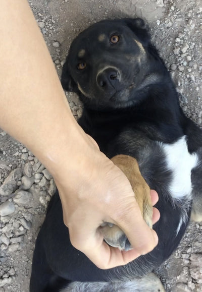 Sugarpie (Simba)