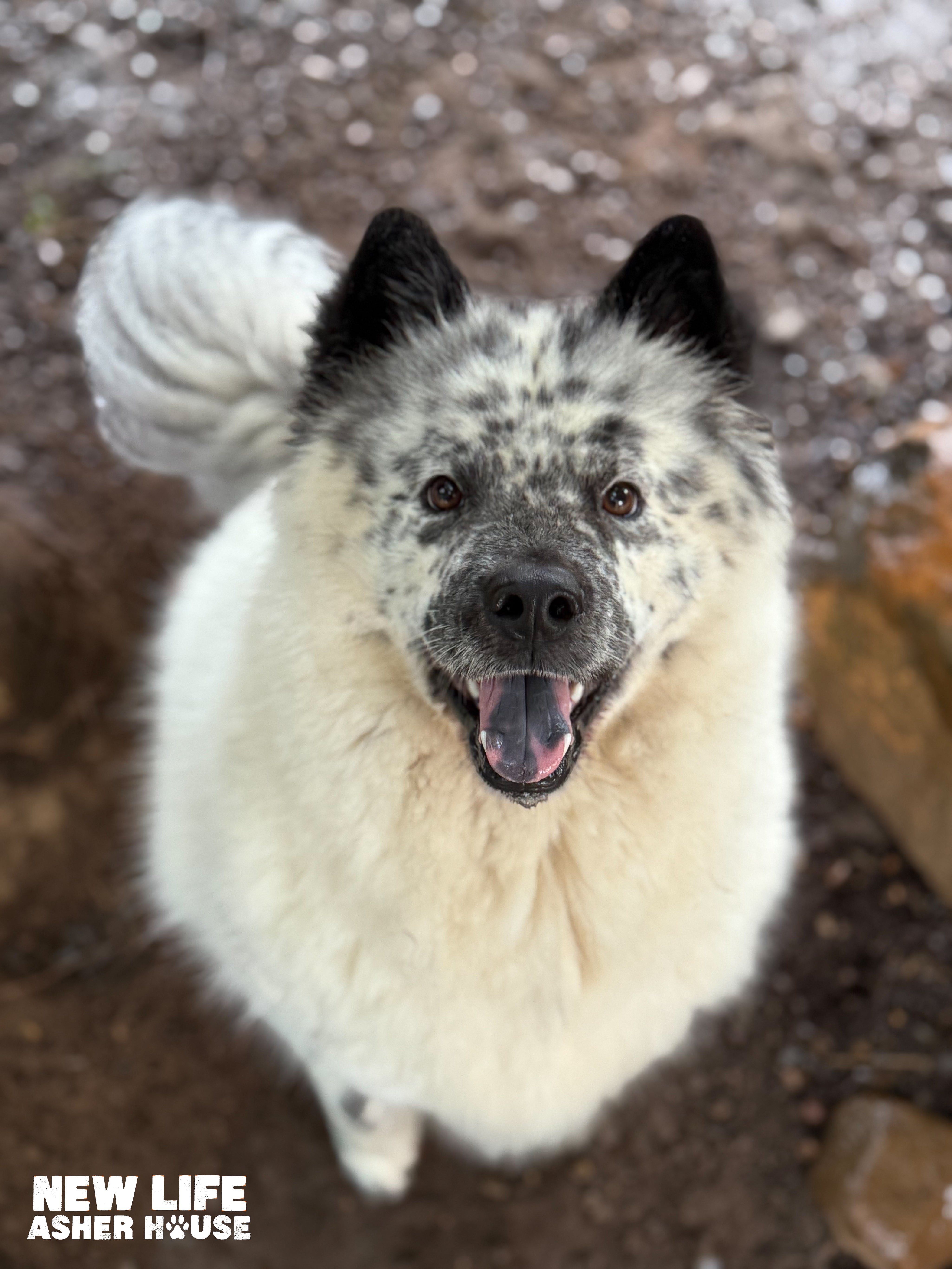 ADOPTABLE OF THE MONTH!